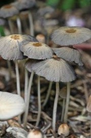 Essncia Coprinus Auricomus 10 ml