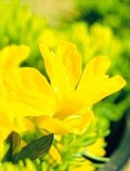 Yellow Leschenaultia Floral Living Essences 15 ml