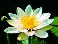 Floral Living Essences White Nynth Waterlily  15 ml