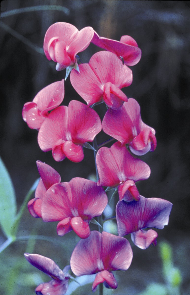 Floral Pink Yarrow, Floral da Califórnia, Essências Florais, Florais  Californianos, absorve as emoções dos outros; fronteiras emocionais  saudáveis
